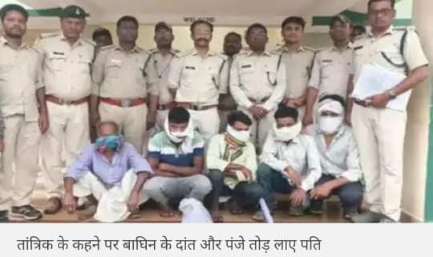 बीवियों को वश में करने के लिए तांत्रिक के कहने पर मरी बाघिन के दांत और पंजे काट लाए पति, MP के सिवनी में चौंकाने वाला मामला