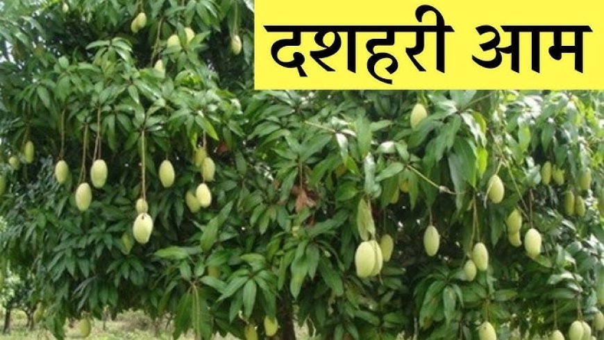 इस बार आम की होगी बहार: डाल वाले दशहरी के लिए करना होगा 10 जून तक इंतजार