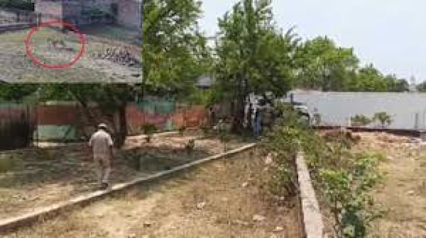 Varanasi news : वाराणसी में तेंदुए के हमले से दहशत, युवक घायल