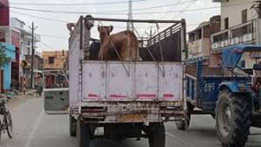 Up News : गाजीपुर में गोवंश तस्करी का खौफनाक तरीका, रेती में जिंदा गाड़कर करते हैं पार