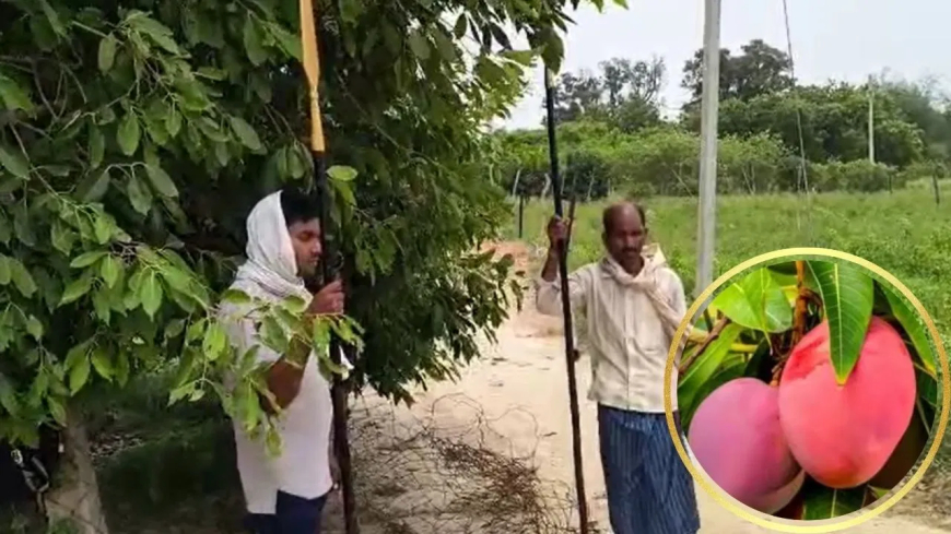 Varanasi News : 1 किलो आम की सुरक्षा में 2 पहरेदार और CCTV, कीमत लाखों में!