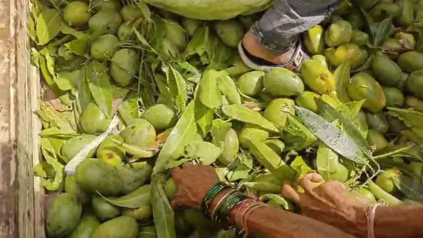 तेलंगाना में किसान ने मुफ्त में बांटे 20 हज़ार के आम, मंडी में दाम न मिलने से हुआ नाराज़