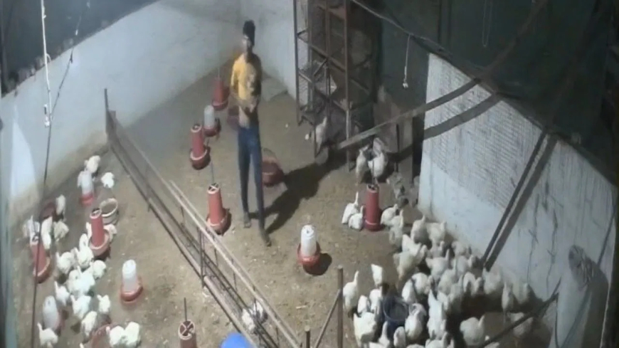 जबलपुर में 'मुर्गा बिरयानी' की चोरी का अजब-गजब मामला: पोल्ट्री फार्म से मुर्गी, तेल-मसाले और कैश गायब, CCTV में कैद फिर भी चोर फरार!
