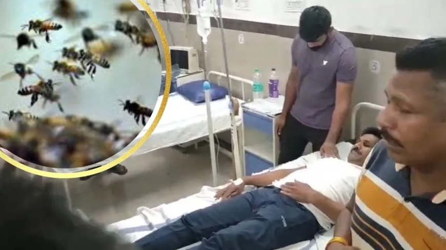 उज्जैन में दर्दनाक हादसा: पुलिस ट्रेनिंग स्कूल में मधुमक्खियों का जानलेवा हमला, इंस्पेक्टर की मौत, 3 जवान गंभीर घायल