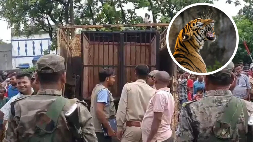 रांची में ग्रामीणों ने आदमखोर बाघ को बनाया बंधक, वन विभाग रेस्क्यू में जुटा