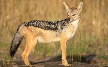 दिल्ली चिड़ियाघर से सियार फरार: टूटी जाली का फायदा उठाकर बाड़े से निकले कई सियार, जंगल में दिखे; जून में भी भागे थे हिरण