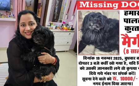 जबलपुर डॉग मैगी लापता: 'वह हमारी धड़कन थी…', 9 साल की 'लाड़ली' मैगी गायब, ढूंढने वाले को ₹10,000 का इनाम और सम्मान