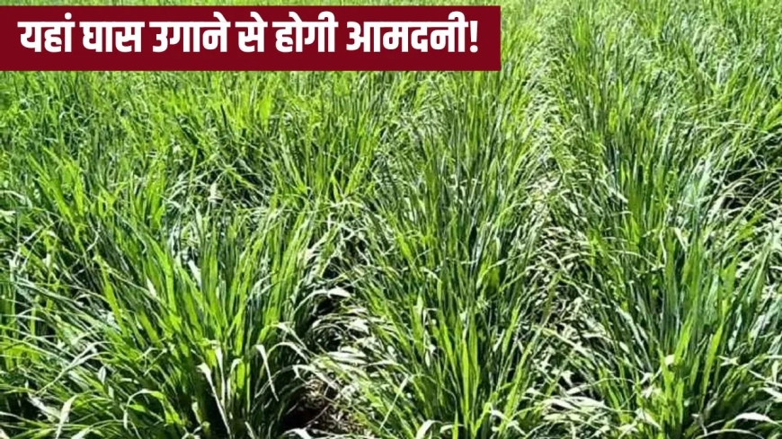 सहारनपुर के किसानों के लिए ‘खास’ है ये घास: ‘घास उगाओ, पैसा पाओ’ स्कीम से होंगे मालामाल, जानें पूरा मामला