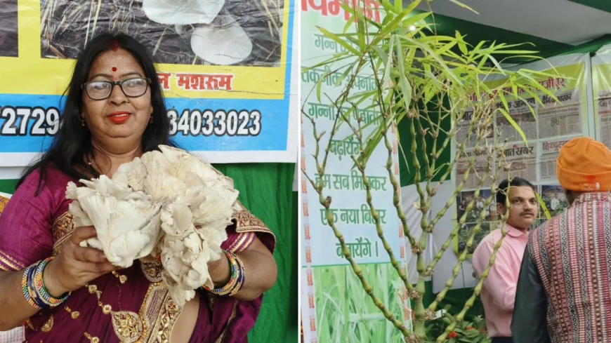 सोनपुर मेला आकर्षण: 'मशरूम मैडम' का लिट्टी-चोखा और ₹2500 का ऑस्ट्रेलियन बांस! गमले में उगने वाला यह पौधा क्यों है खास?