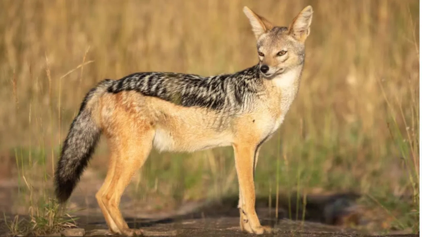 दिल्ली चिड़ियाघर से सियार फरार: टूटी जाली का फायदा उठाकर बाड़े से निकले कई सियार, जंगल में दिखे; जून में भी भागे थे हिरण