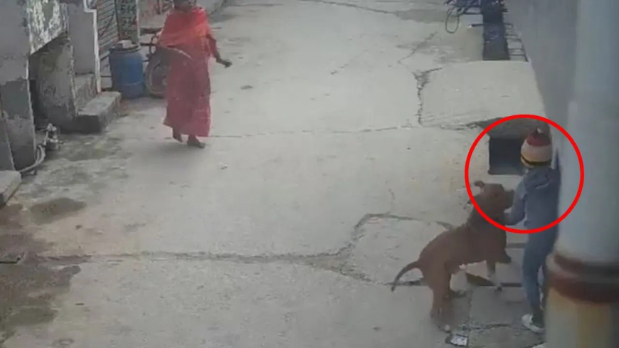 दिल्ली पिटबुल हमला: 6 साल के मासूम पर पिटबुल ने किया जानलेवा अटैक, नोंच डाला कान; सफदरजंग अस्पताल रेफर, मालिक गिरफ्तार