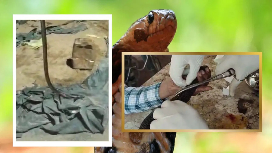 उज्जैन किंग कोबरा 80 टांके: जेसीबी खुदाई में गंभीर रूप से जख्मी हुआ किंग कोबरा, 80 टांके लगाकर डॉक्टर ने बचाई जान; लोगों ने की मानवता की सराहना