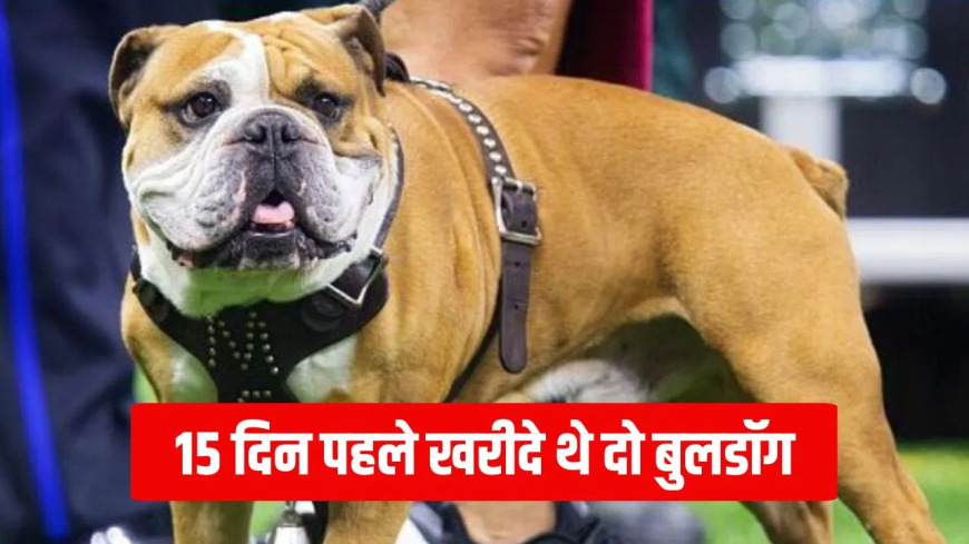 मुजफ्फरपुर बुलडॉग हमला: 4 साल की मासूम बच्ची पर पालतू बुलडॉग ने किया जानलेवा हमला, बालों सहित नोंच ली सिर की चमड़ी; इलाज के दौरान हुई मौत