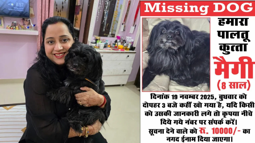 जबलपुर डॉग मैगी लापता: 'वह हमारी धड़कन थी…', 9 साल की 'लाड़ली' मैगी गायब, ढूंढने वाले को ₹10,000 का इनाम और सम्मान