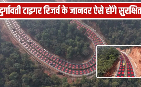 भोपाल हाईवे वाइल्डलाइफ अंडरपास: 12 किमी में 25 वाइल्डलाइफ अंडरपास, NHAI ने लाल 'टेबल-टॉप मार्किंग' से किया सुरक्षित; जंगल के जानवर अब नहीं टकराएंगे