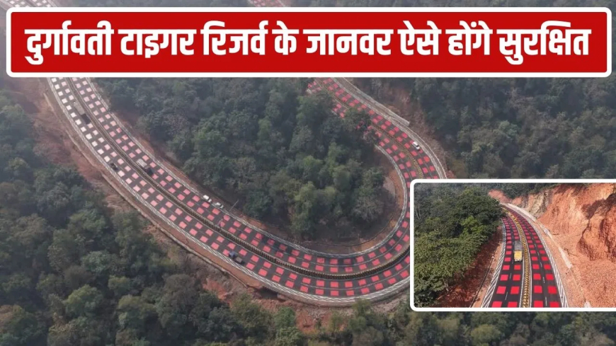 भोपाल हाईवे वाइल्डलाइफ अंडरपास: 12 किमी में 25 वाइल्डलाइफ अंडरपास, NHAI ने लाल 'टेबल-टॉप मार्किंग' से किया सुरक्षित; जंगल के जानवर अब नहीं टकराएंगे