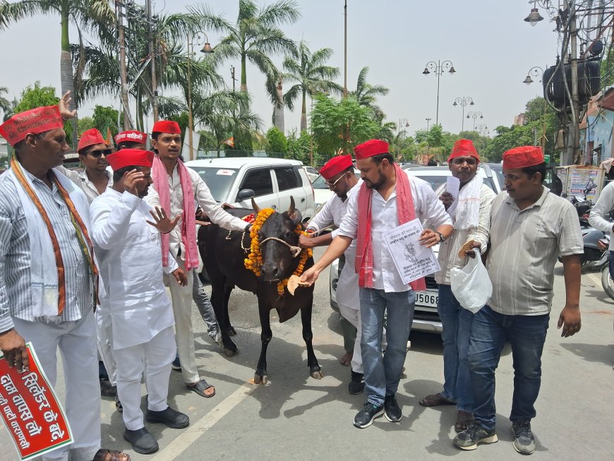 वाराणसी में सपा का अनोखा प्रदर्शन, ‘गौमाता’ को राष्ट्रीय पशु घोषित करने की उठाई मांग